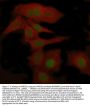 Anti-HMGB1/Hmg 1 Rabbit Monoclonal Antibody