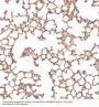 Anti-HMGB1/Hmg 1 Rabbit Monoclonal Antibody