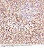 Anti-HMGB1/Hmg 1 Rabbit Monoclonal Antibody