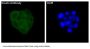 Anti-Insulin Rabbit Monoclonal Antibody