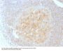 Anti-CD40 / TNFRSF5 Monoclonal Antibody