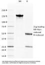 Anti-CD40 / TNFRSF5 Monoclonal Antibody