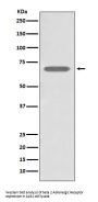 Anti-beta 2 Adrenergic Receptor ADRB2 Rabbit Monoclonal Antibody