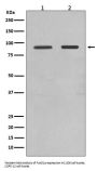 Anti-FoxO1a Rabbit Monoclonal Antibody