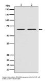Anti-Smad4 Rabbit Monoclonal Antibody