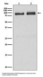 Anti-B Raf Rabbit Monoclonal Antibody