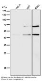 Anti-pro Caspase 9 CASP9 Rabbit Monoclonal Antibody