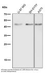 Anti-pro Caspase 9 CASP9 Rabbit Monoclonal Antibody