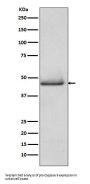 Anti-pro Caspase 9 CASP9 Rabbit Monoclonal Antibody
