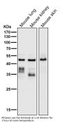 Anti-cleaved Caspase-9 CASP9 Rabbit Monoclonal Antibody
