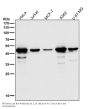 Anti-cleaved Caspase-9 CASP9 Rabbit Monoclonal Antibody