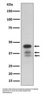 Anti-cleaved Caspase-9 CASP9 Rabbit Monoclonal Antibody