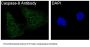Anti-Caspase-9 CASP9 Rabbit Monoclonal Antibody
