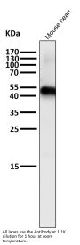 Anti-Caspase-9 CASP9 Rabbit Monoclonal Antibody