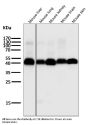 Anti-Caspase-9 CASP9 Rabbit Monoclonal Antibody