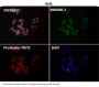 Anti-Caspase-9 CASP9 Rabbit Monoclonal Antibody