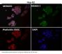 Anti-Caspase-9 CASP9 Rabbit Monoclonal Antibody