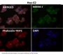 Anti-Caspase-9 CASP9 Rabbit Monoclonal Antibody