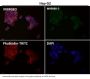 Anti-Caspase-9 CASP9 Rabbit Monoclonal Antibody