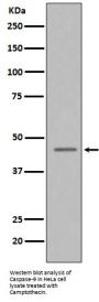 Anti-Caspase-9 CASP9 Rabbit Monoclonal Antibody