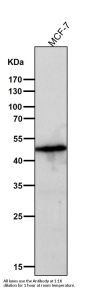 Anti-Caspase-9 CASP9 Rabbit Monoclonal Antibody
