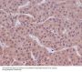 Anti-Caspase-9 CASP9 Rabbit Monoclonal Antibody