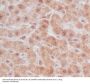 Anti-Caspase-9 CASP9 Rabbit Monoclonal Antibody