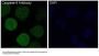 Anti-Caspase-9 CASP9 Rabbit Monoclonal Antibody