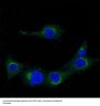 Anti-Amyloid beta A4 APP Rabbit Monoclonal Antibody