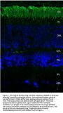 Anti-Rhodopsin Monoclonal Antibody