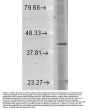 Anti-Rhodopsin Monoclonal Antibody
