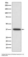 Anti-Rhodopsin Rabbit Monoclonal Antibody