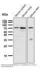 Anti-Cox2 PTGS2 Monoclonal Antibody