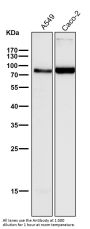 Anti-Cox2 PTGS2 Monoclonal Antibody