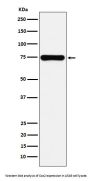 Anti-Cox2 PTGS2 Monoclonal Antibody