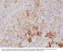 Anti-COX-2 PTGS2 Rabbit Monoclonal Antibody, Clone#RM348