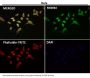 Anti-COX2 PTGS2 Rabbit Monoclonal Antibody