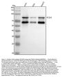 Anti-PCSK9/Proprotein Convertase 9 Rabbit Monoclonal Antibody