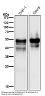 Anti-RUNX1/RUNX2/RUNX3 Rabbit Monoclonal Antibody