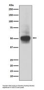 Anti-RUNX1/RUNX2/RUNX3 Rabbit Monoclonal Antibody