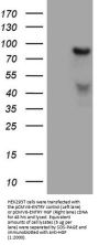 Anti-HGF Mouse Monoclonal Antibody [Clone ID: OTI1D2]