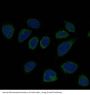 Anti-Smad2 Rabbit Monoclonal Antibody