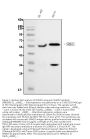 Anti-SMAD2 Antibody Picoband® (monoclonal, 3C4)