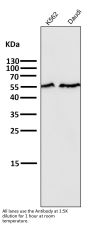 Anti-Smad2 Rabbit Monoclonal Antibody