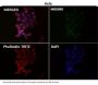 Anti-Smad2 Rabbit Monoclonal Antibody