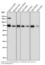 Anti-PML Rabbit Monoclonal Antibody
