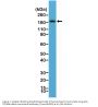 Anti-CD140b (C-term) (PDGFR-beta) (Platelet-derived growth factor receptor beta) Rabbit Monoclonal Antibody, Clone#RM303