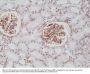 Anti-CD140b (C-term) (PDGFR-beta) (Platelet-derived growth factor receptor beta) Rabbit Monoclonal Antibody, Clone#RM303