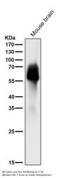 Anti-Tau MAPT Rabbit Monoclonal Antibody