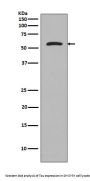 Anti-Tau MAPT Rabbit Monoclonal Antibody